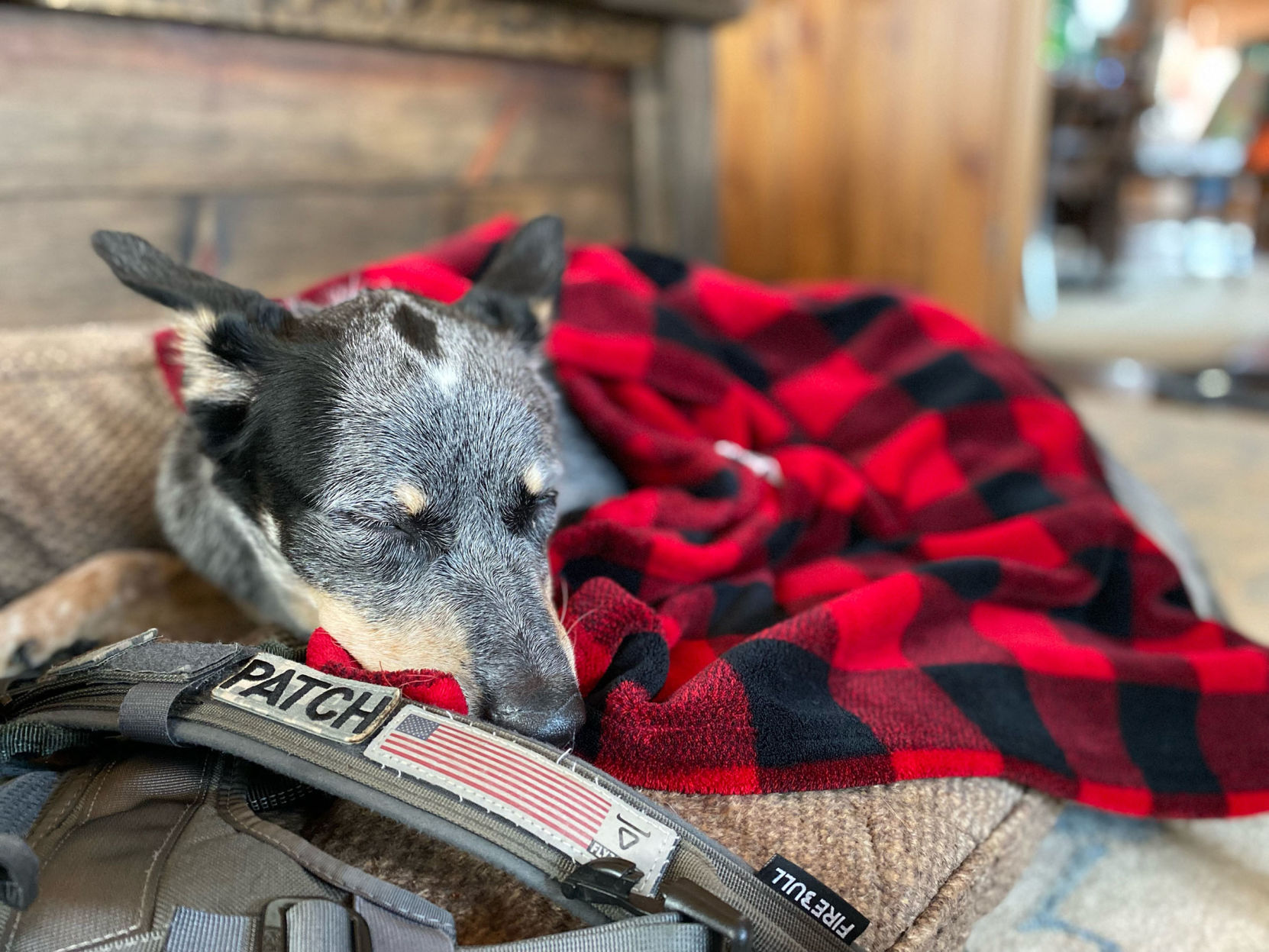 Patch the lost dog